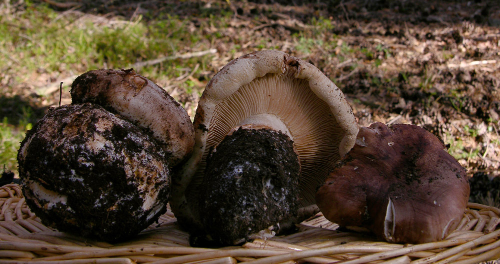 Indovina indovinello cosa metto nel cestello.....